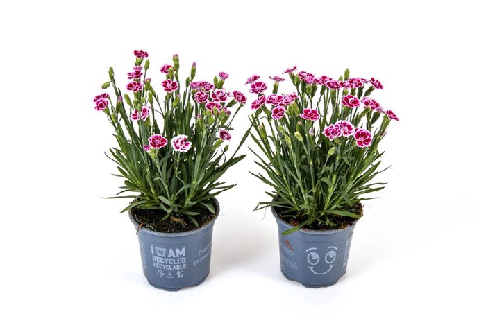 <h4>DIANTHUS CARYOPHYLLUS p11</h4>