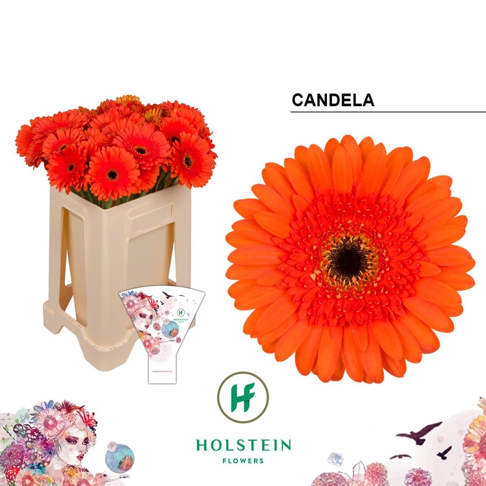 <h4>Gerbera Candela</h4>