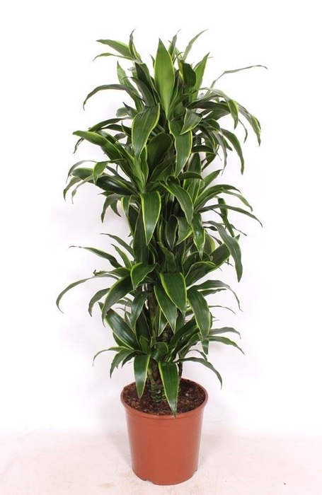 <h4>Dracaena Art</h4>