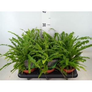 Nephrolepis cord. 'Duffii'