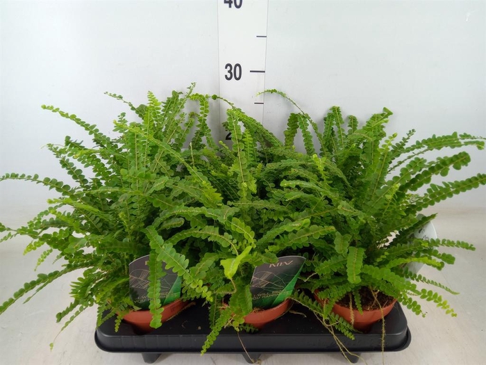 <h4>Nephrolepis cord. 'Duffii'</h4>