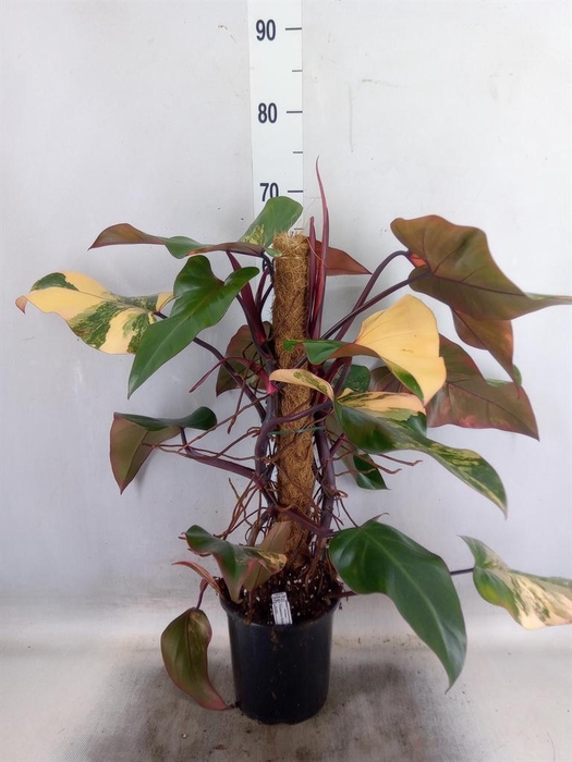 <h4>Philodendron   ...</h4>