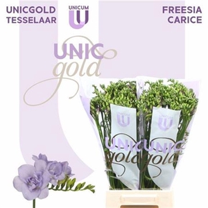 Fr Du Carice Pale Blue