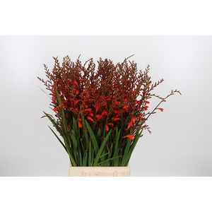 Crocosmia Klbl Red King