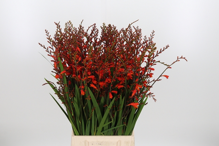 <h4>Crocosmia Klbl Red King</h4>