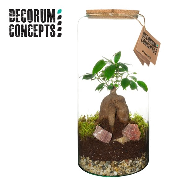 Terrarium Hercules (Decorum concepts)