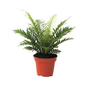 Blechnum Silver Lady