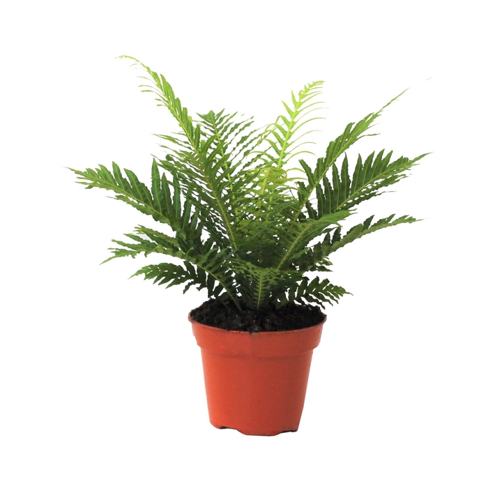 <h4>Blechnum Silver Lady</h4>