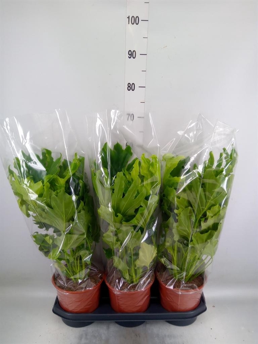 <h4>Philodendron   ...</h4>