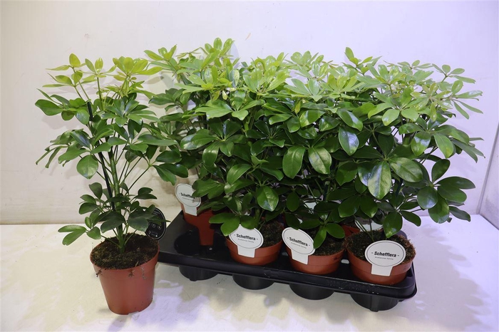 <h4>arr8 Schef Ar Nora</h4>