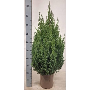 JUNI CH STRICTA