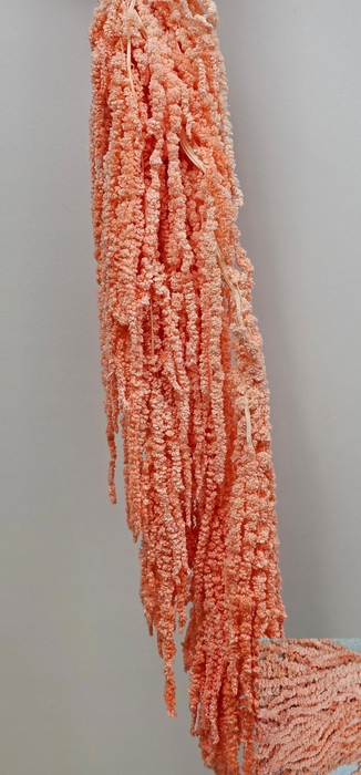 <h4>GESTABILISEERD AMARANTHUS (H) LICHTROSE</h4>