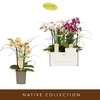 Phalaenopsis Multifloratypes gemengd 5 kleuren