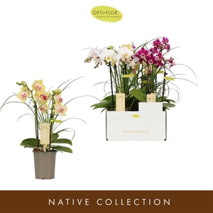 Phalaenopsis Multifloratypes gemengd 5 kleuren