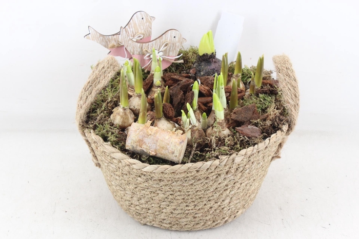 <h4>arr4 Bollenmix JS - Mand bruin oor L</h4>