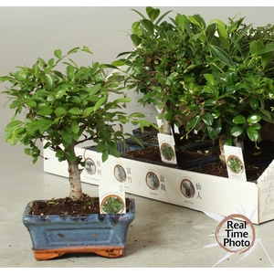 BONSAI GEM