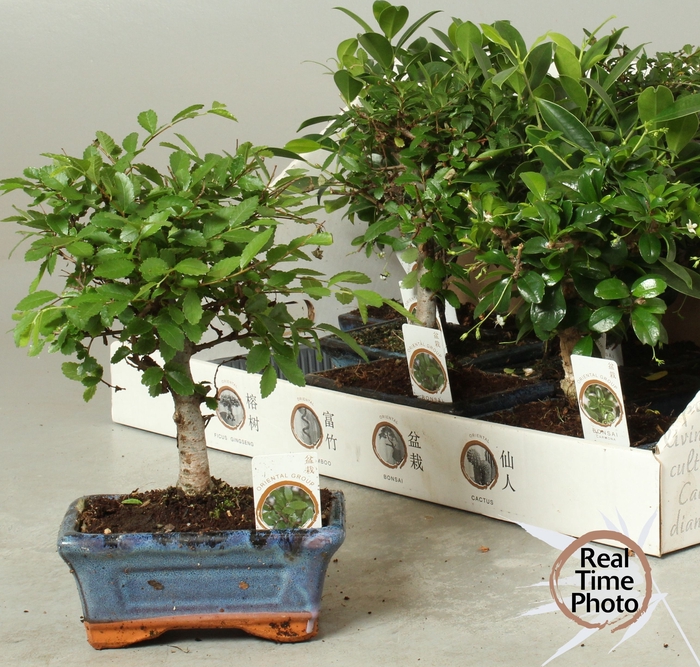 <h4>BONSAI GEM</h4>