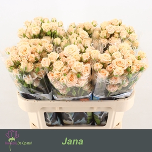 R TR JANA