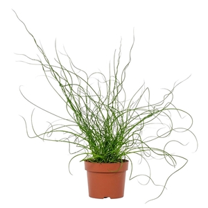 Juncus Liebeslocken 12cm