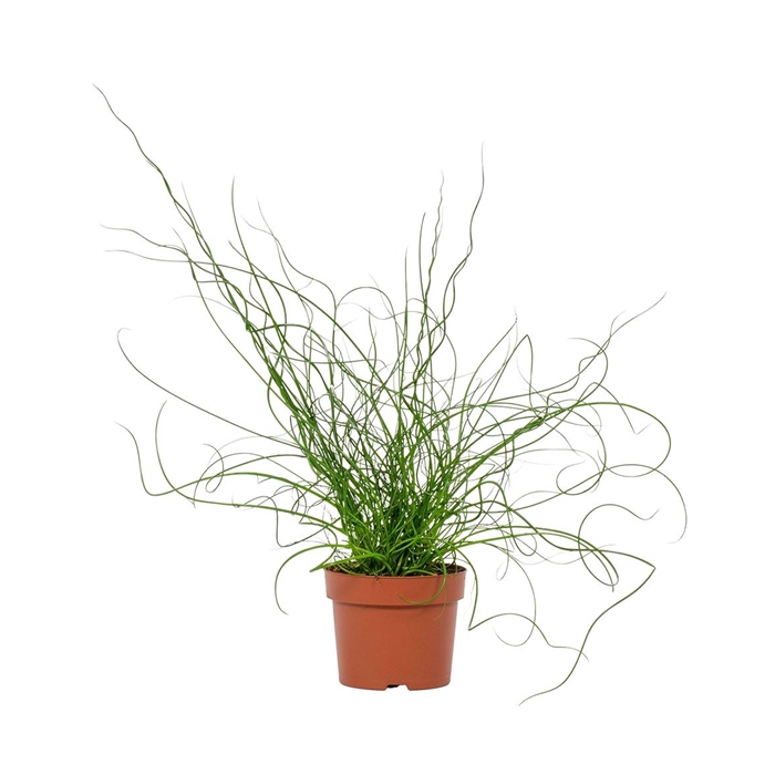 <h4>Juncus Liebeslocken 12cm</h4>