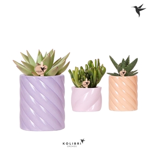 Kolibri Greens Succulenten mix in Candy pot pink mix