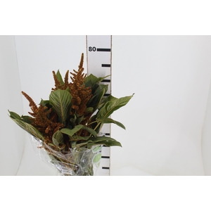 AMARANTHUS DOURADO 070 CM