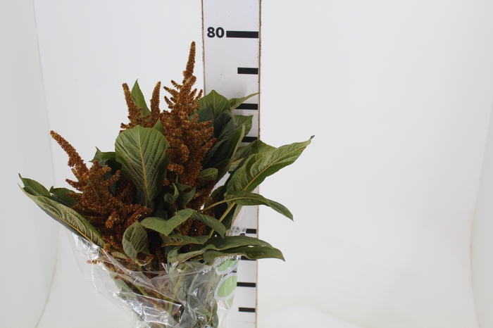 <h4>AMARANTHUS DOURADO 070 CM</h4>