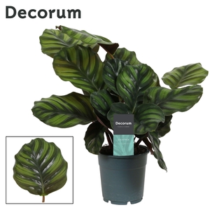 Calathea Fasciata (Decorum)