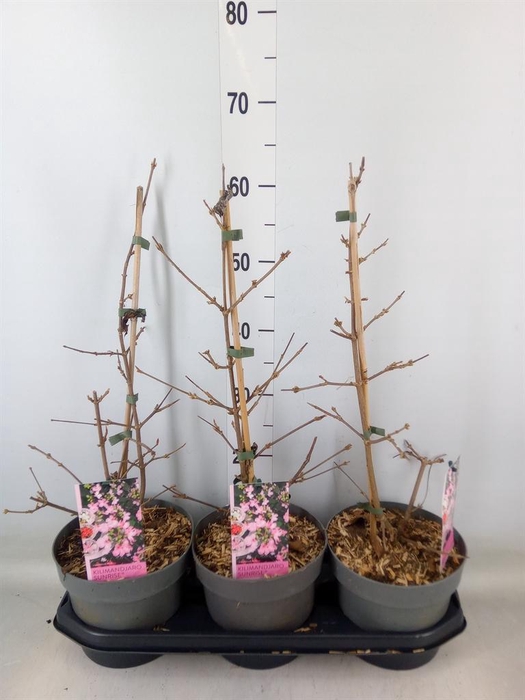 <h4>Viburnum plicatum</h4>