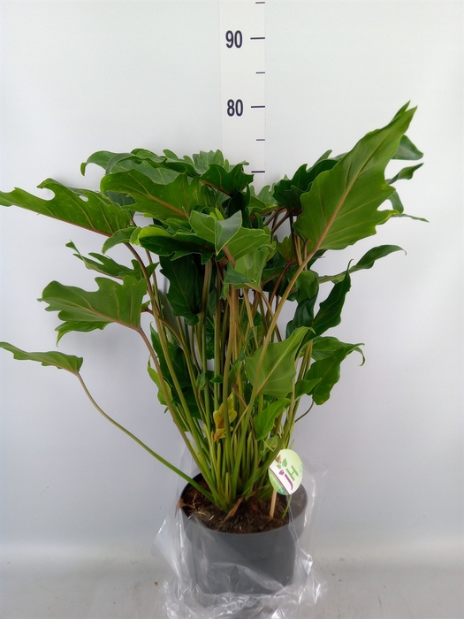 <h4>Philodendron  'Xanadu'</h4>