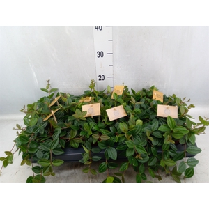 Peperomia  'Rocca Scuro'