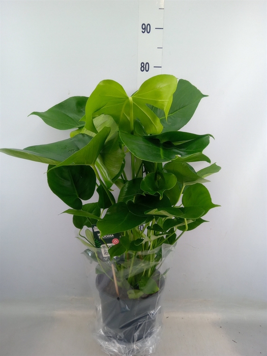 <h4>Monstera delic.</h4>