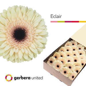 Gerbera Eclair Doos