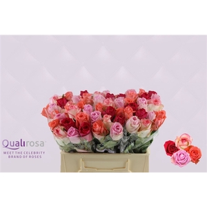 R Gr Mix Pink Panther