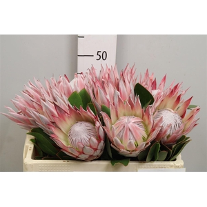 Protea Cynaroides