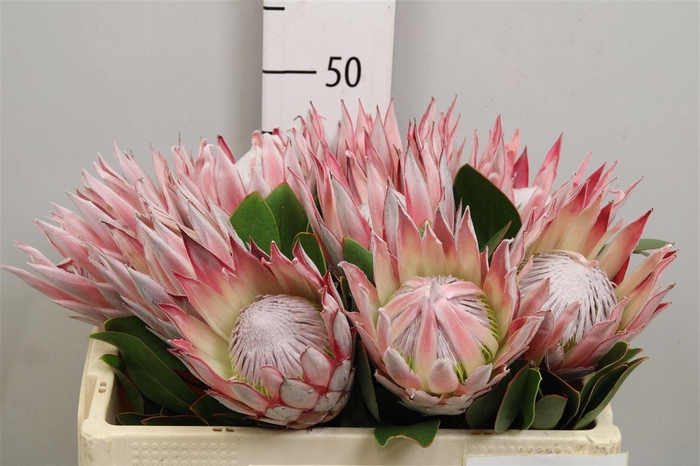 <h4>Protea Cynaroides</h4>