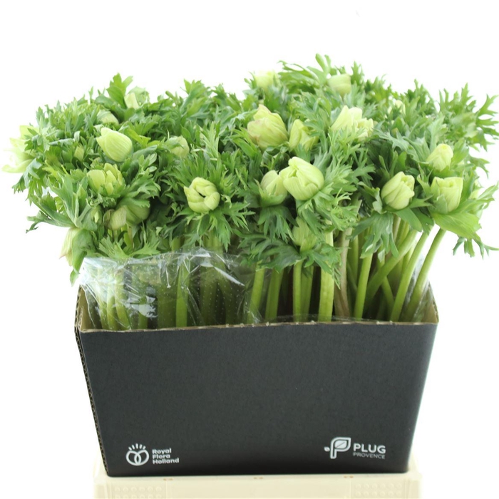 <h4>Anem Co Mar White</h4>