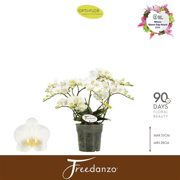 Phalaenopsis Multifloratypes overig wit