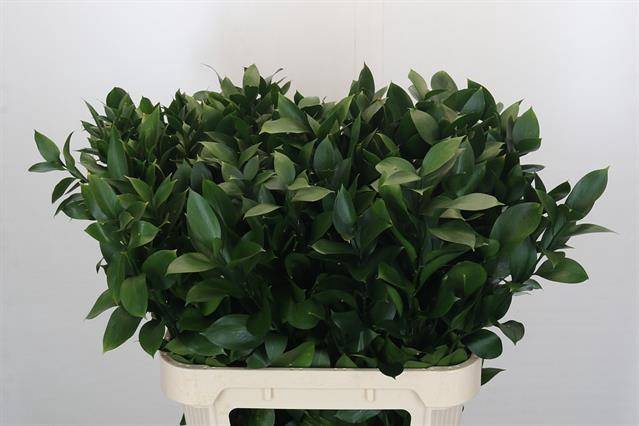 <h4>RUSCUS HYPOPHYLLUM</h4>