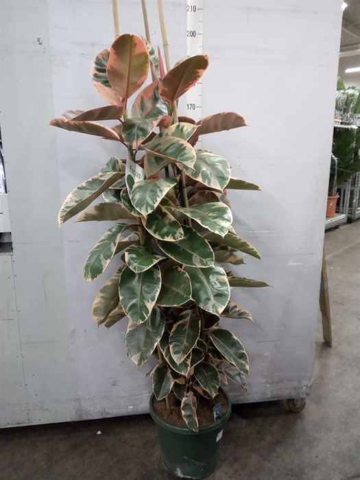 <h4>Ficus elastica 'Belize'</h4>