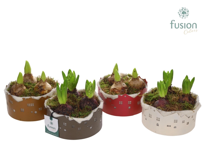 <h4>Zinken schaal Huisjes Small met Hyacinten</h4>