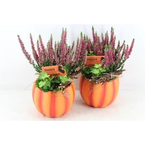 arr4 Outdoor JS - Oranje pomp. 338/6