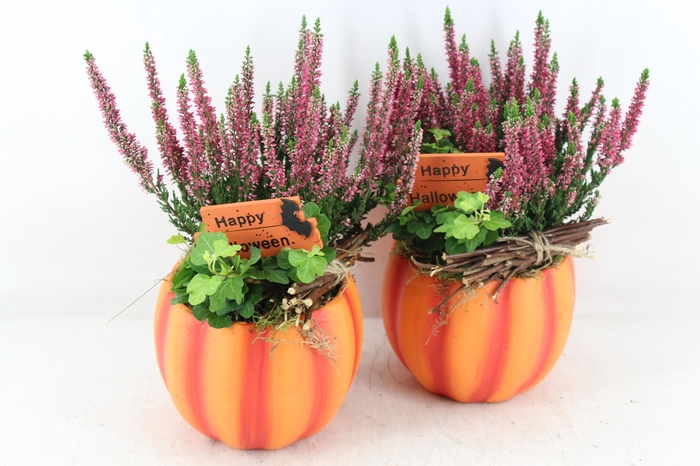 <h4>arr4 Outdoor JS - Oranje pomp. 338/6</h4>