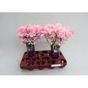 LATHYR PARFUM P PINK