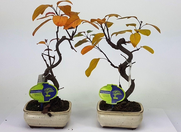 <h4>malus domestica</h4>