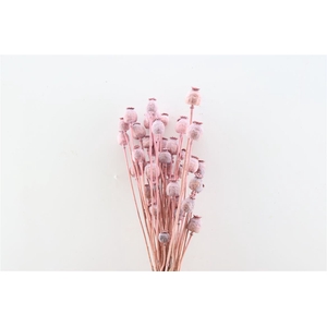 Dried Papaver X5 Frosted Pink Bunch