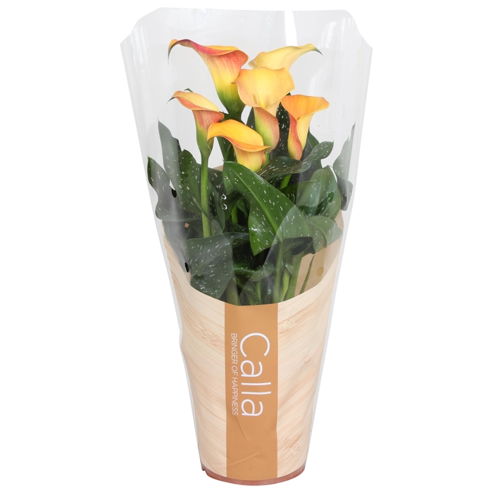 <h4>Zantedeschia Fireworks Calla oranje in bedrukte hoes</h4>