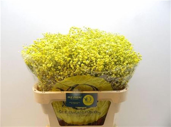 <h4>Gyps Klb H% Geel</h4>