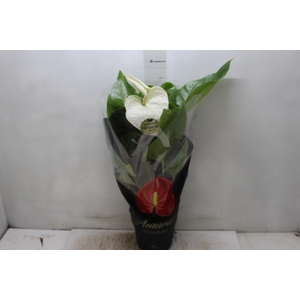 ANTHURIUM ALASKA P17 PREMIUM