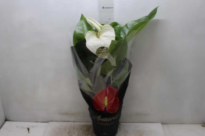 <h4>ANTHURIUM ALASKA P17 PREMIUM</h4>